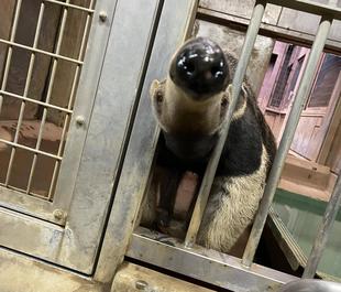 オオアリクイ通信🐜 オレオ7歳‼︎