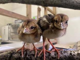 ~あのヒナは今~🐥