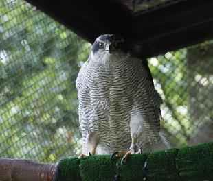 ズーラシアの野鳥⑩