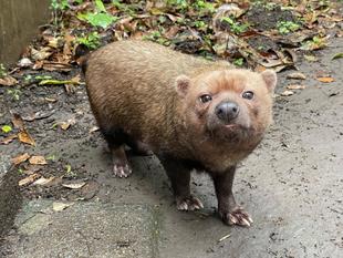 ヤブイヌ通信 カノンです( 'ᾥ' )