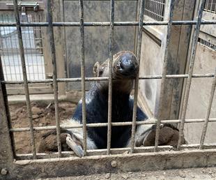 オオアリクイ通信 隣は何をする人ぞ?