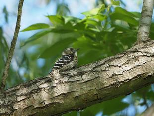 ズーラシアの野鳥⑧