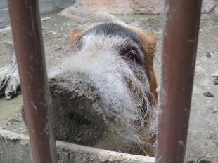 アカカワイノシシの誕生日ガイドを行います!