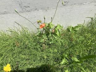 地域の生き物保全プロジェクト活動報告　ナガミヒナゲシの除去