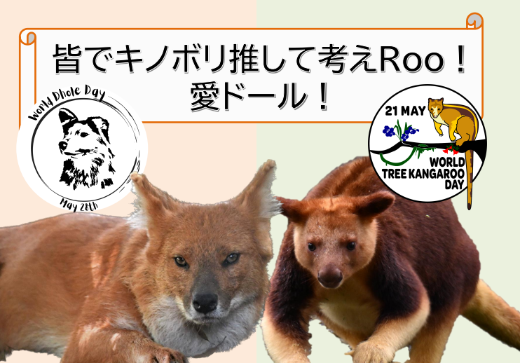 世界キノボリカンガルーの日・世界ドールの日合同イベントを開催します!の写真