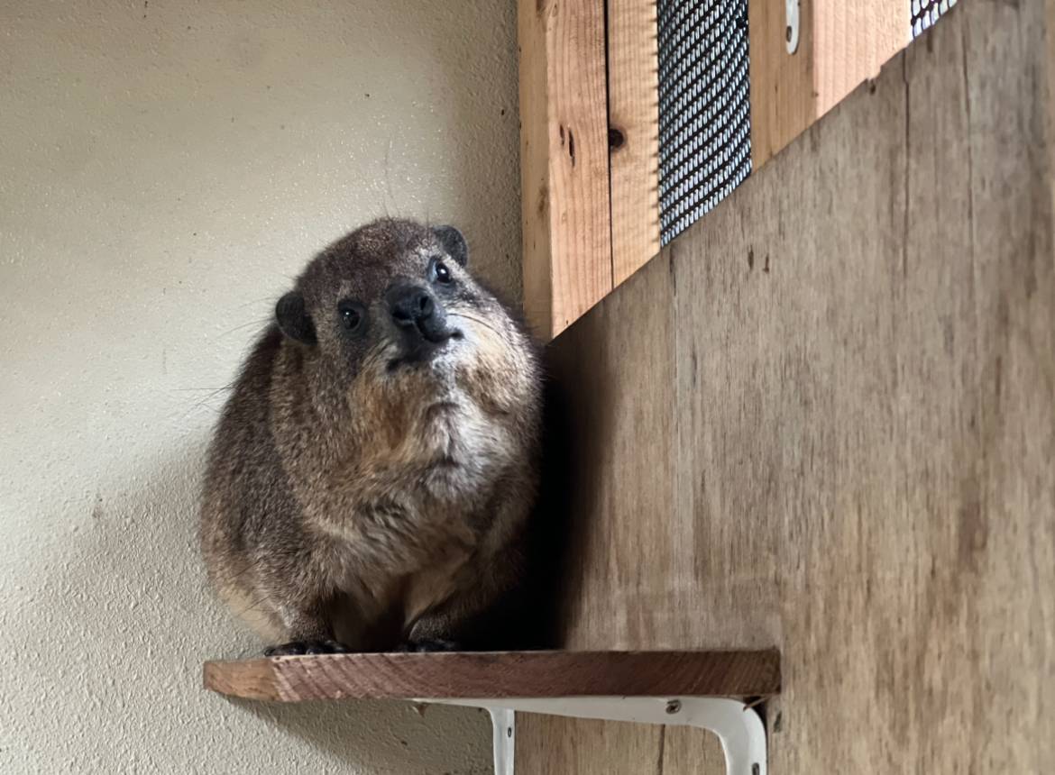 わがままボディーの写真