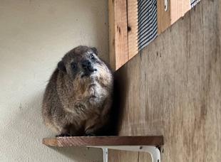 わがままボディー