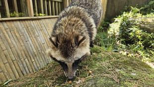 タヌキツ近況ブログ♪7