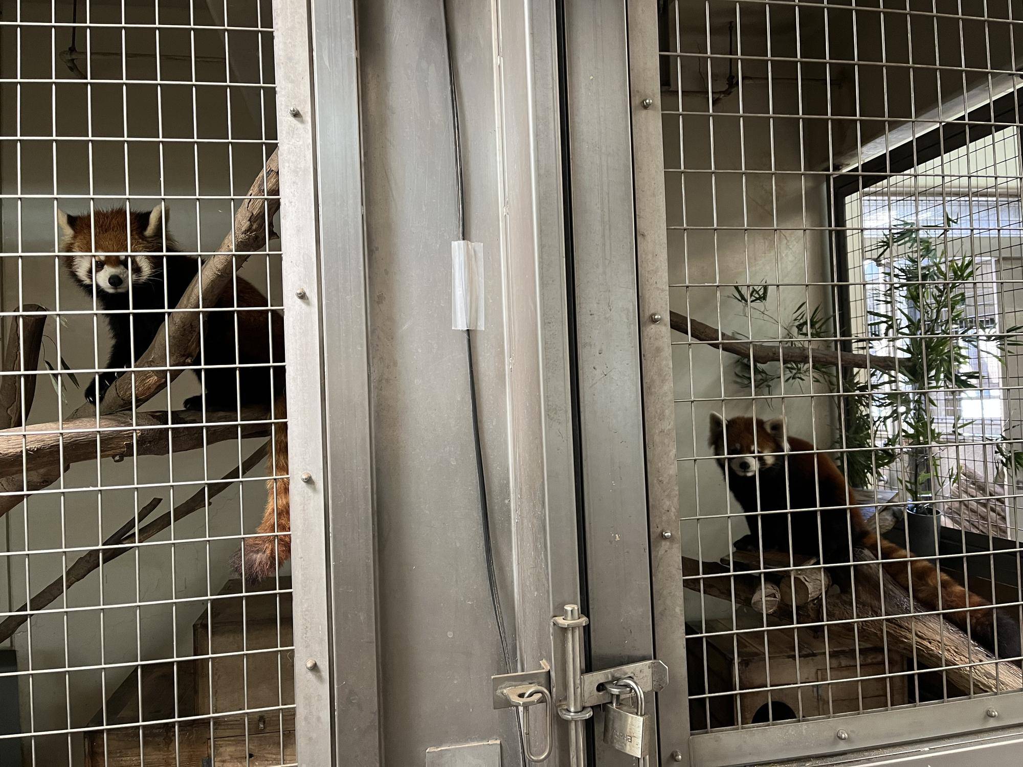 レッサーパンダの恋の季節の写真