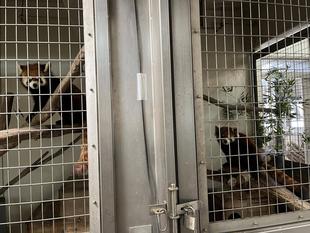 レッサーパンダの恋の季節