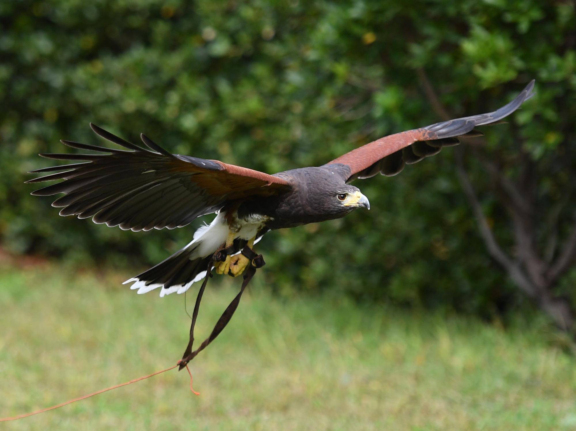 バードショーの写真