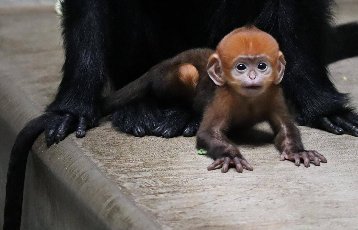 希少 新品タグ付き ズーラシア 動物園 ぬいぐるみ フランソワルトン 公式】横浜市立よこはま動物園 ズーラシア on X: 