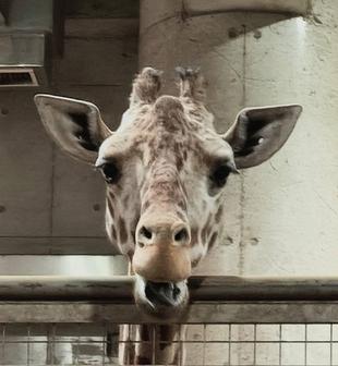 エマ13歳おめでとう！