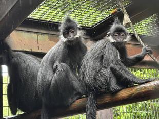 フランソワルトンを見分けてみよう!~初級編~