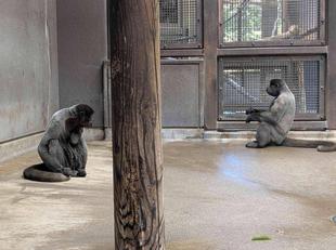 ウーリーモンキーの同居が始まりました!