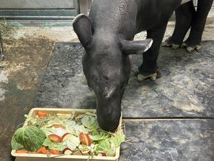 🎉HAPPY BIRTHDAY ロコ🎂