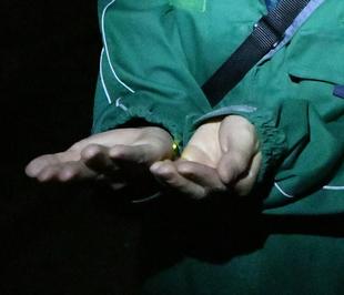 ズーラシアのホタル💡