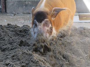 展示場に新しい砂を入れました!!