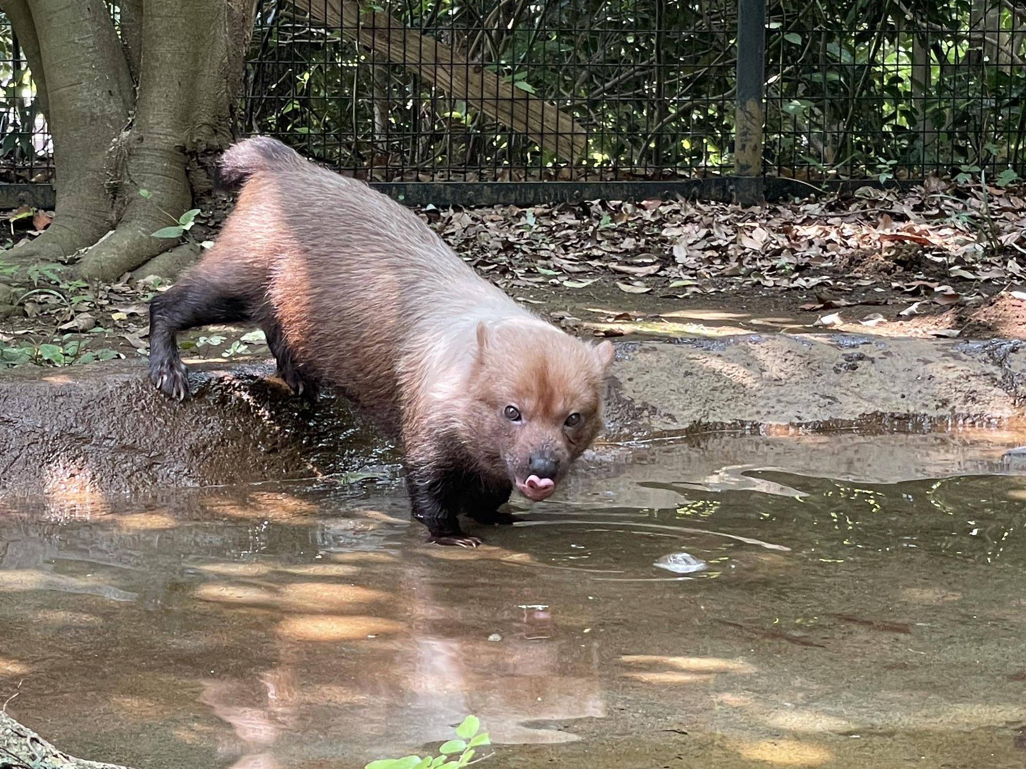 ヤブイヌ通信 暑くなってきたので氷🧊始めましたの写真
