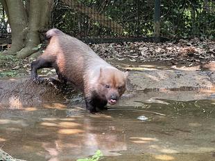 ヤブイヌ通信　暑くなってきたので氷🧊始めました