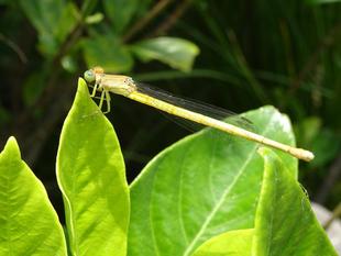 ～　生きもの調査隊！⑧　～
