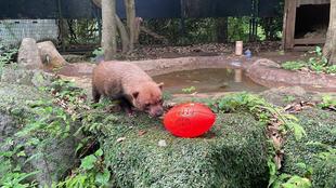 ヤブイヌ通信 フットボール🏈‼︎