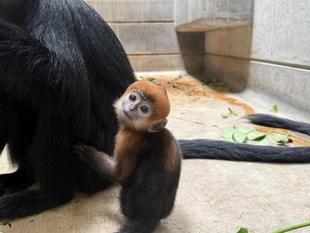 あつまれ！チョコミン党 ①【速報】　