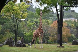 6月21日は世界キリンの日！