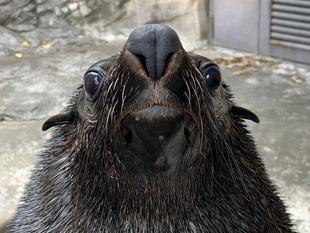 オットセイの魅力紹介その１　～個体紹介編～