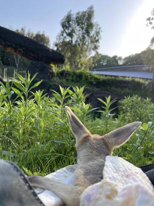 アカカンガルーの人工哺育をしています!