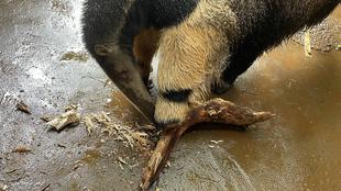 オオアリクイ通信 朽ち木をあげてみました🍃