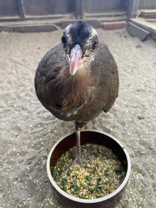 カンムリセイランについて