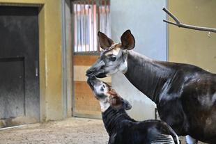 オカピのシンポジウム開催します！