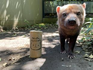 ヤブイヌ通信 新しい🆕エンリッチメントを紹介します!