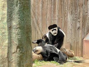 ゴロゴロコロブス