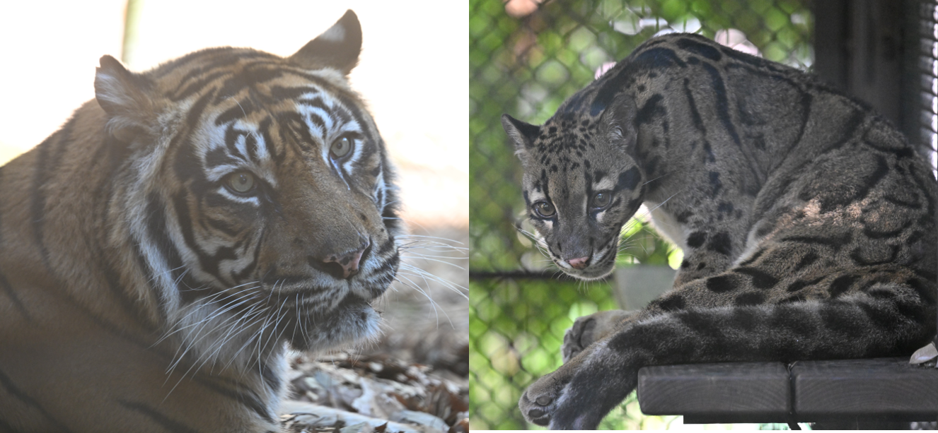 世界トラの日・世界ウンピョウの日 合同イベントを開催します!【連携:大阪ECO動物海洋専門学校】の写真