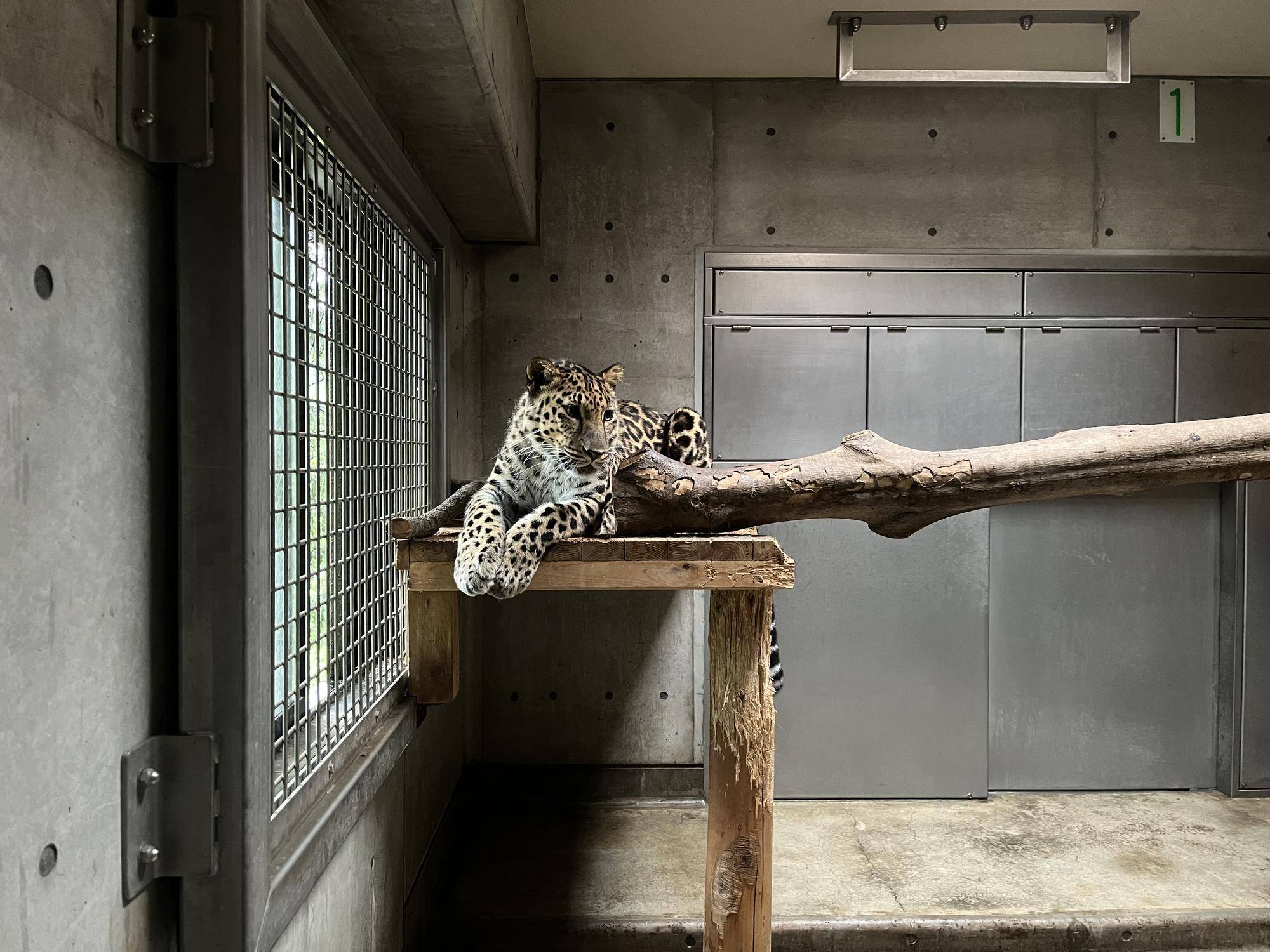 アムールヒョウの展示場改造計画 その1の写真