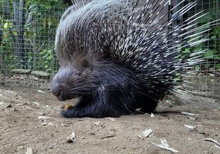 ヤマアラにっし。　自然の恵み