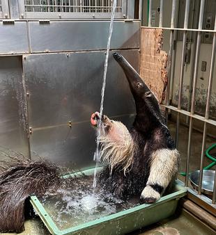 オオアリクイ通信　今年も打たせ湯（水）始めました！