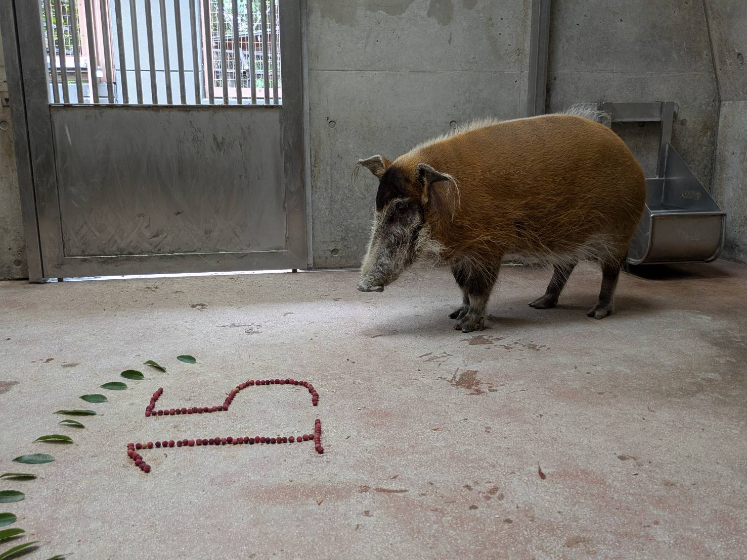 お誕生日特別ガイドを行いました!!の写真