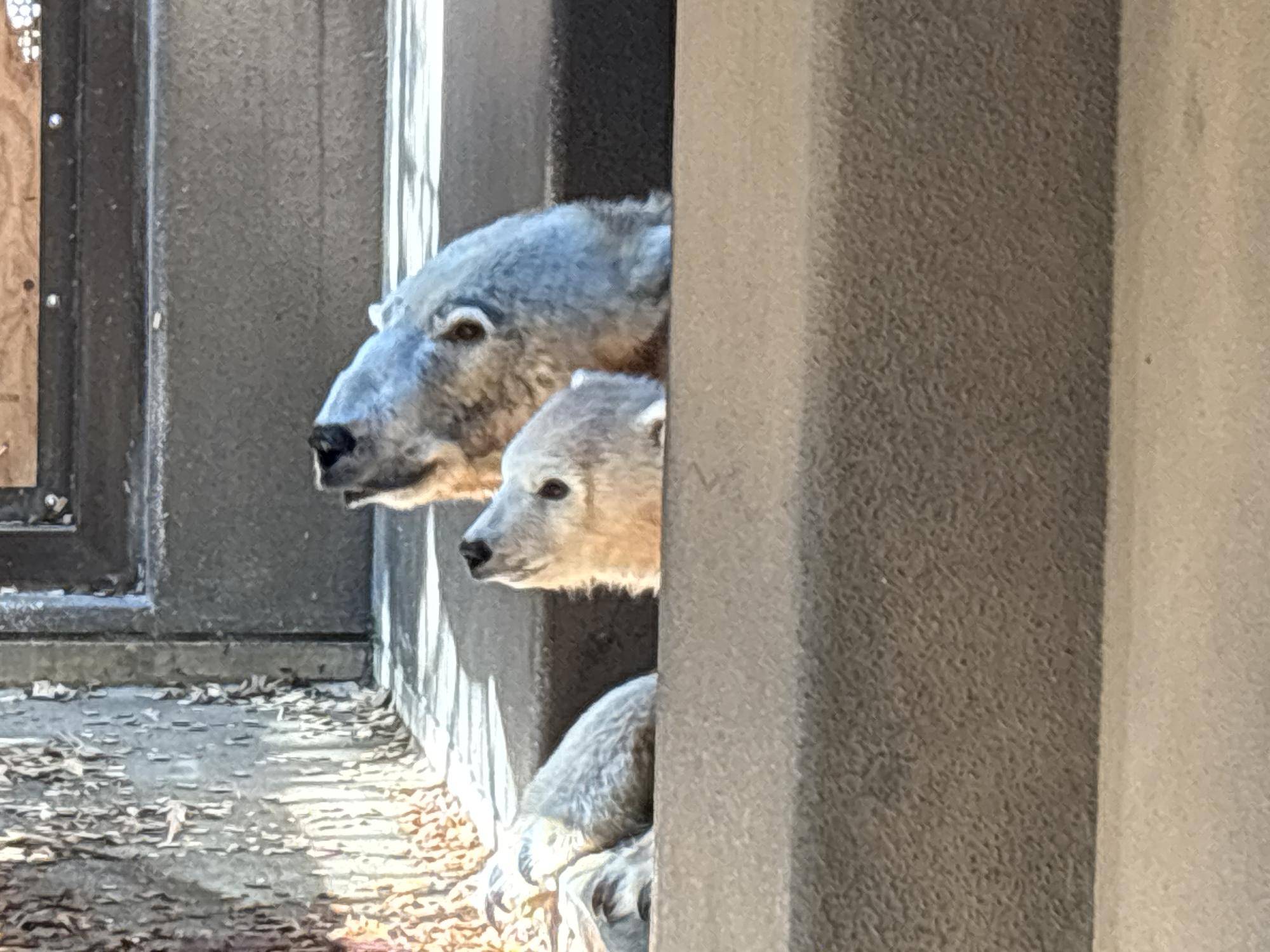 ゴーゴとの関係の写真