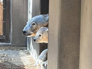 ゴーゴとの関係