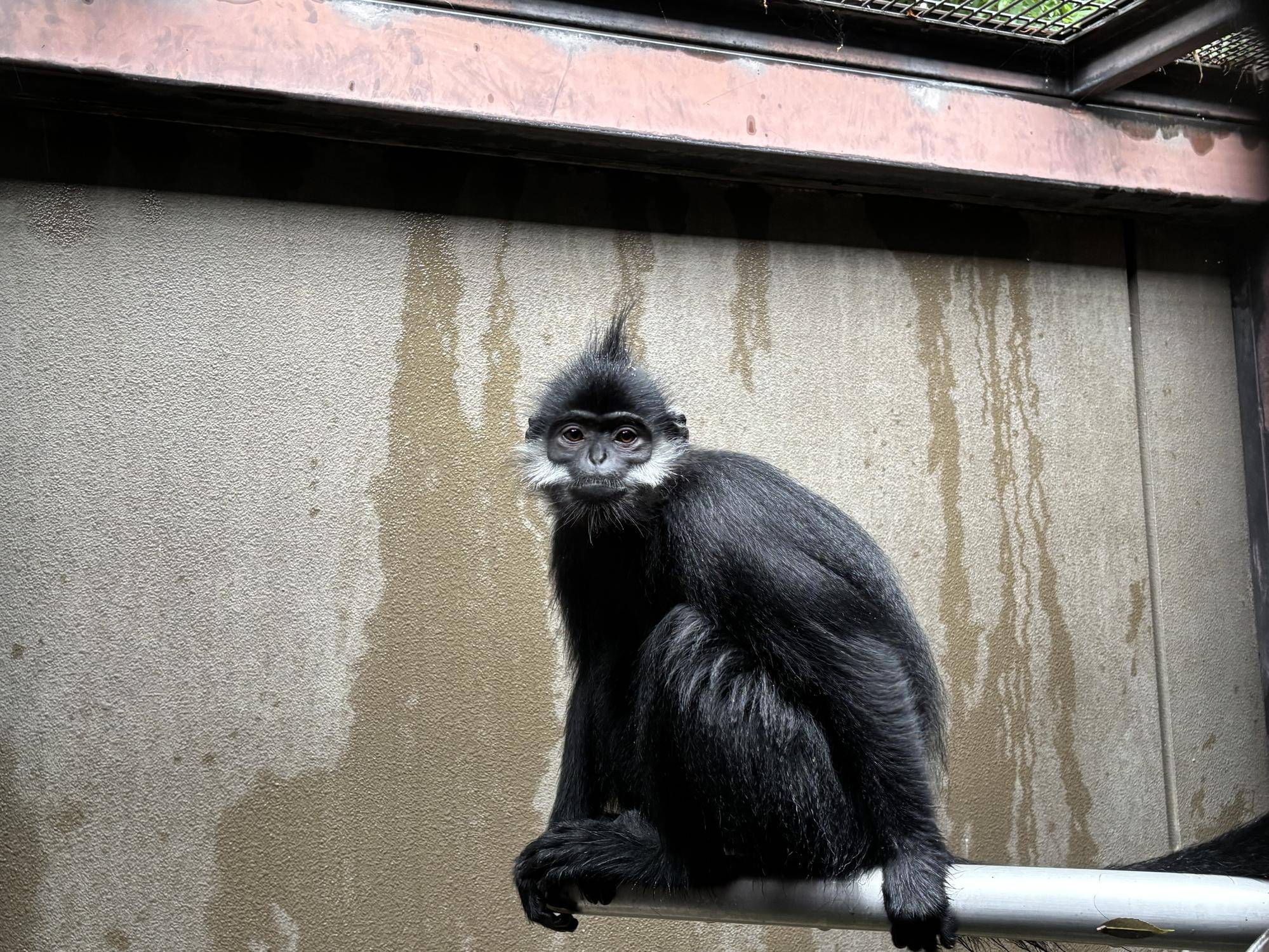 フランソワルトンを見分けてみよう!~上級編~の写真