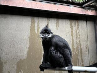 フランソワルトンを見分けてみよう！～上級編～