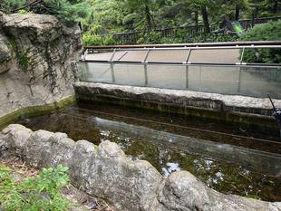 レッサーパンダのモート大清掃