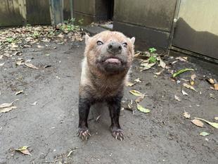 ヤブイヌ通信 穴掘りブーム再来??