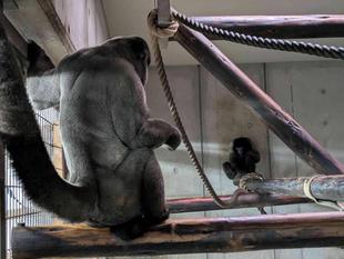 ウーリーモンキーの同居　Part２