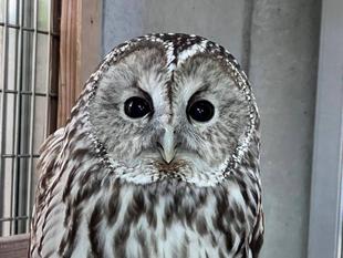 チャッピーを探せ！