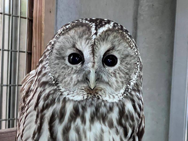 チャッピーを探せ!の写真