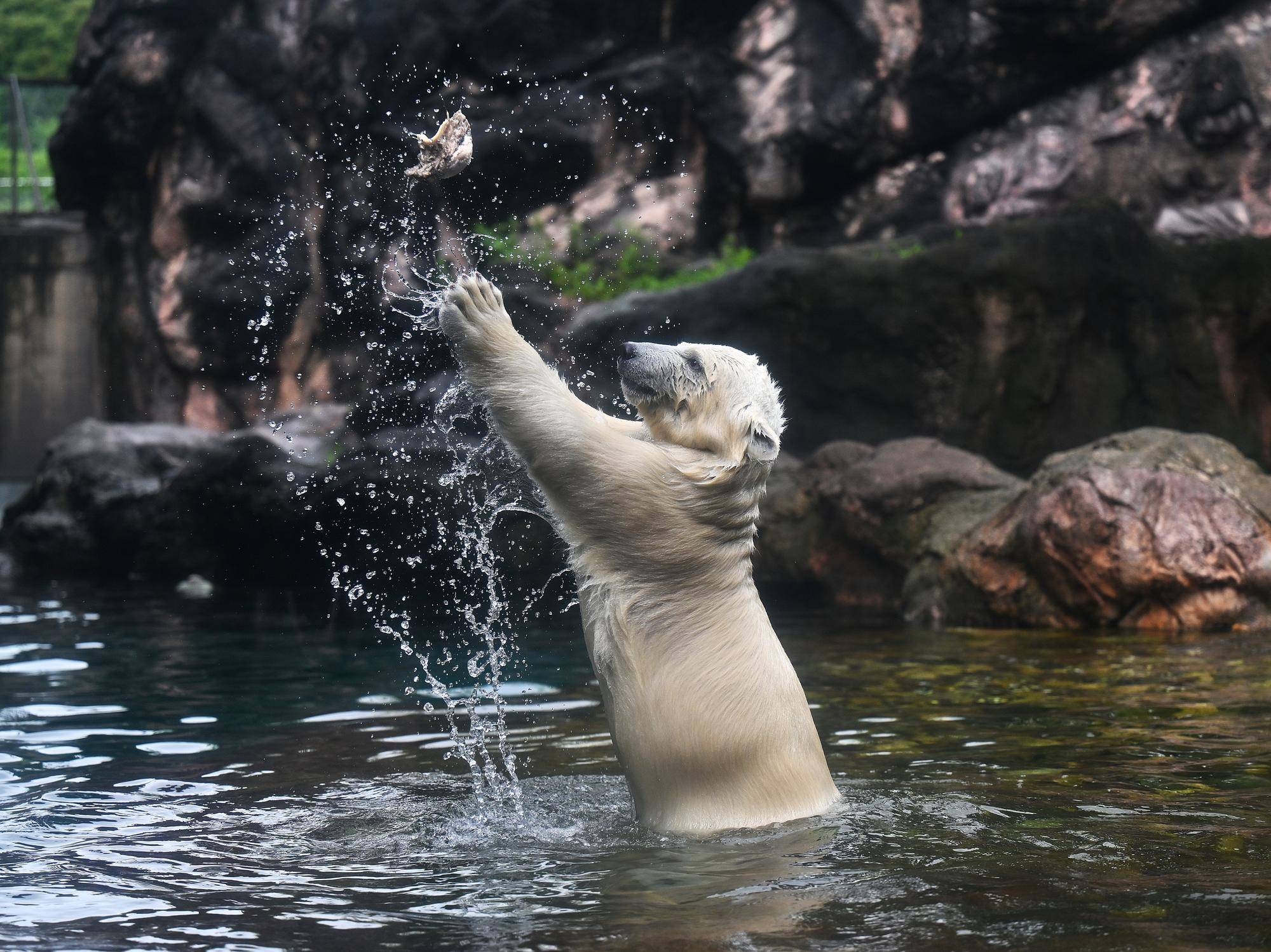 ホッキョクグマの飼育環境改善等を目的とした企画を行いますの写真